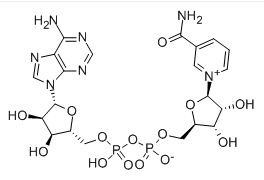 -Nikotiinamiidadeniini dinukleotiid CAS NO:53-84-9